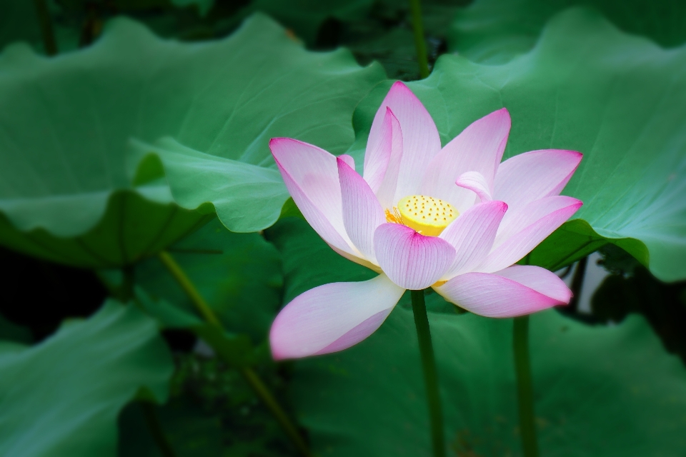 Plant flower petal summer