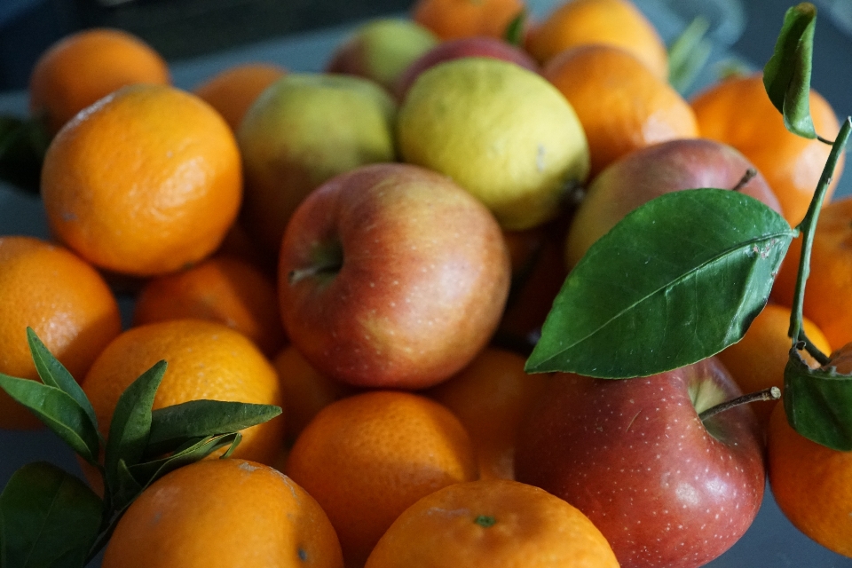 Apple plant fruit leaf