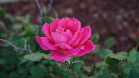 Nature plant flower petal Photo