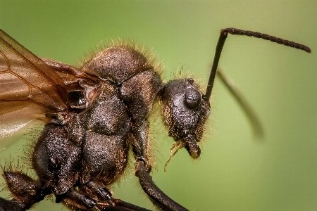 Photography animal fly insect Photo