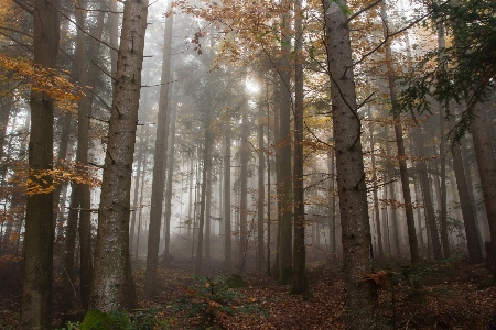 Foto Paisagem árvore natureza floresta