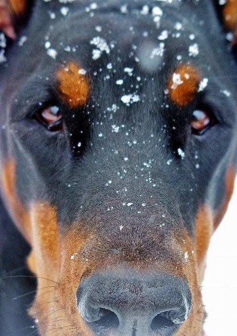 Neige chien mammifère nez