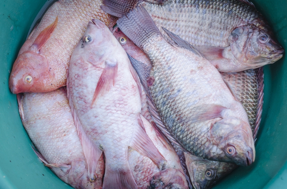 Mare freddo ristorante animale