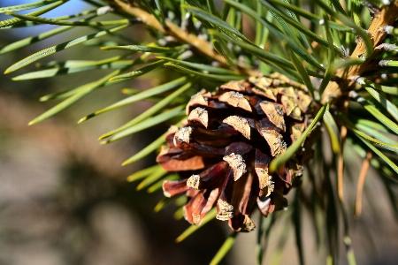 Tree forest branch plant Photo