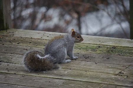 Nature blur wood animal Photo