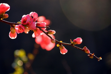 Tree nature branch blossom Photo