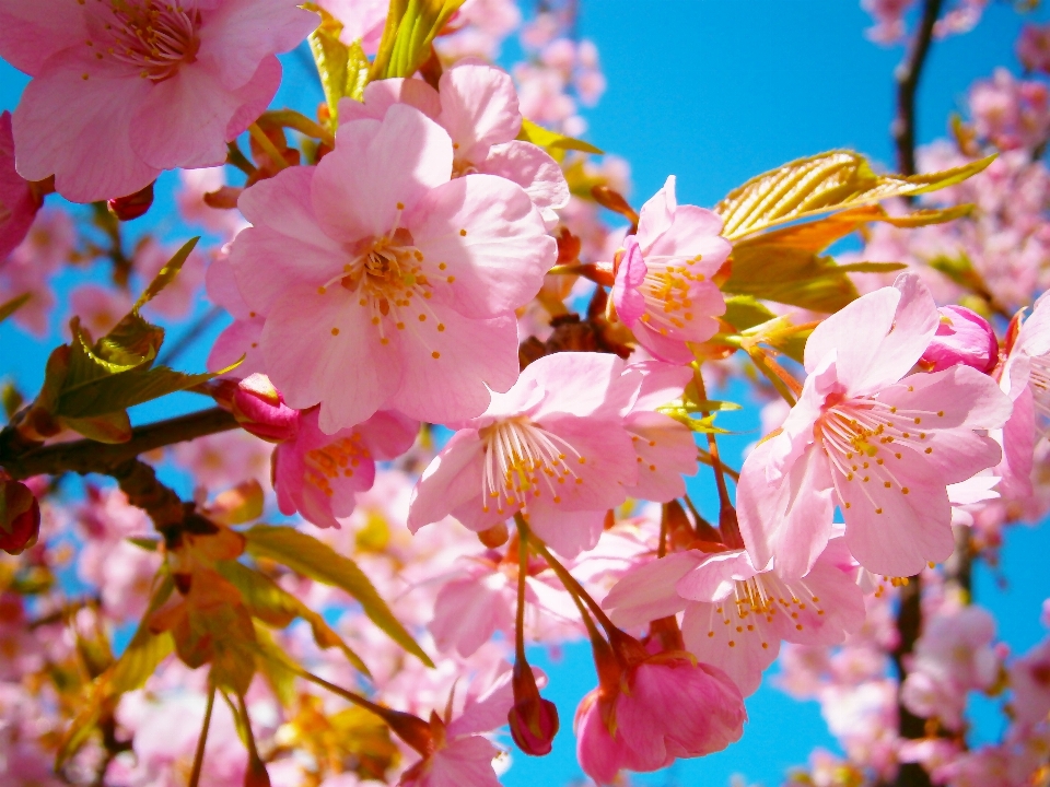 Zweig blüte anlage blume