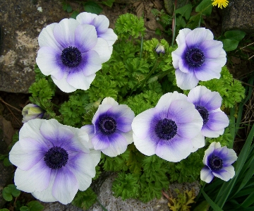 Plant flower petal flora Photo