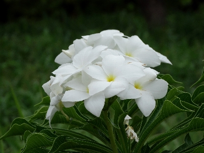 Blossom plant white flower Photo