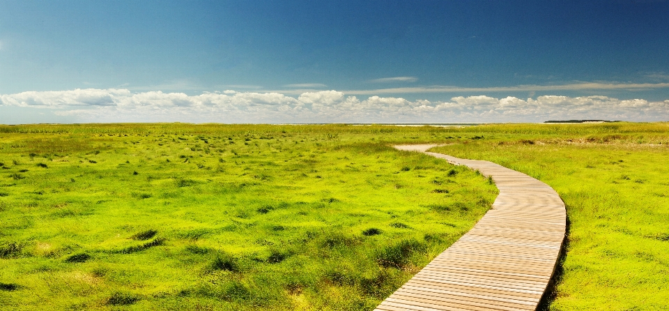 Landscape nature pathway grass