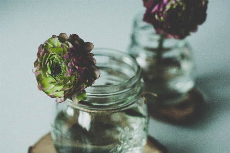 Water blossom plant flower Photo