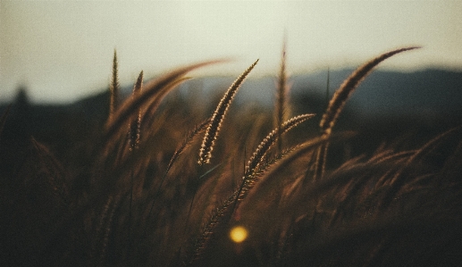 Landscape nature grass outdoor Photo