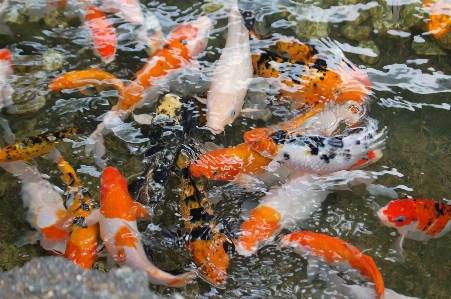 Water animal pond underwater Photo