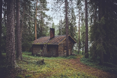 Tree nature forest outdoor Photo