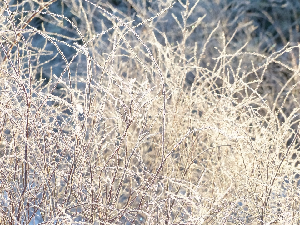 árvore grama filial neve