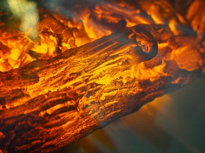 Nature sunlight leaf smoke Photo