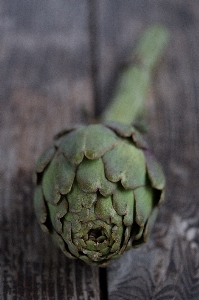 植物 葉 花 食べ物 写真