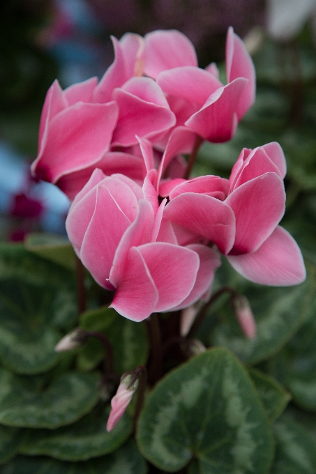 Nature fleurir croissance usine