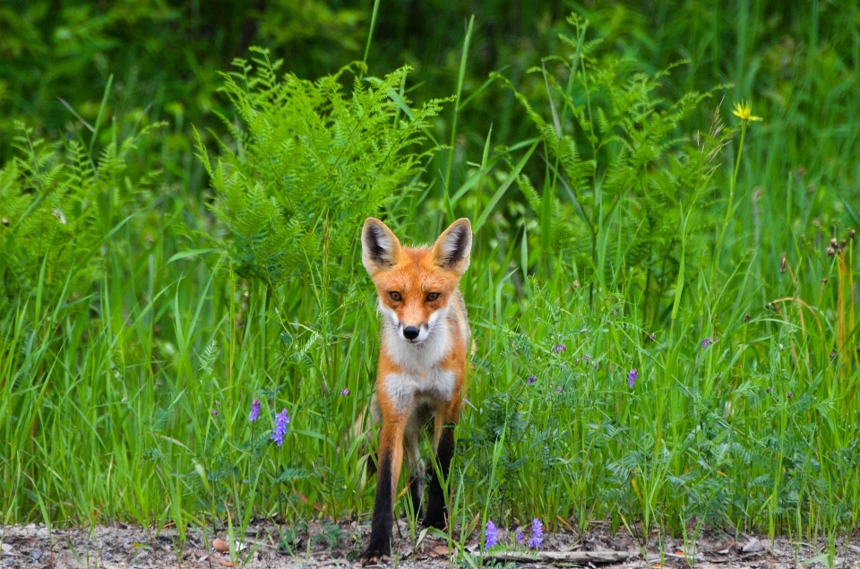 Natura trawa łąka
 preria
