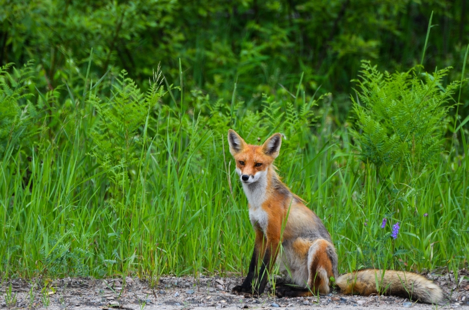 Natureza animal animais selvagens selvagem