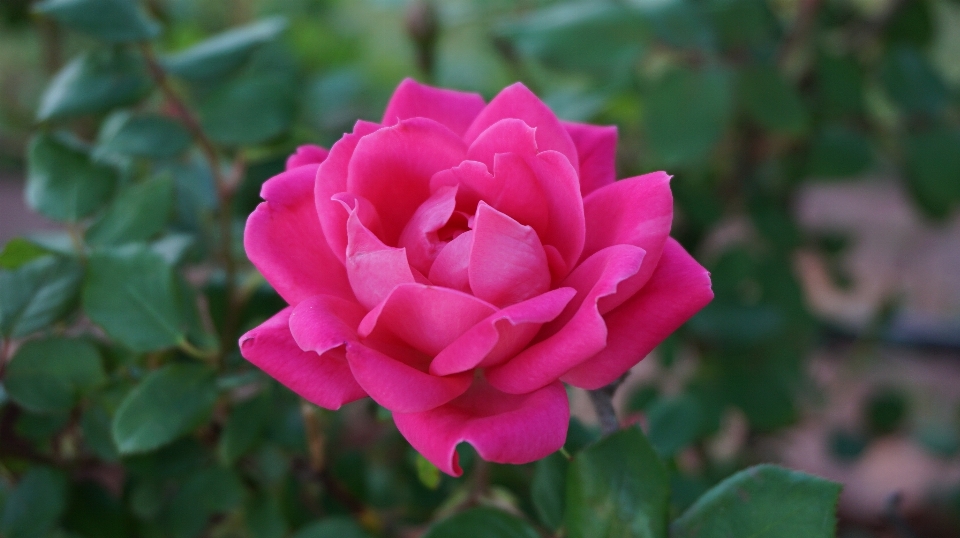 Naturaleza planta flor pétalo