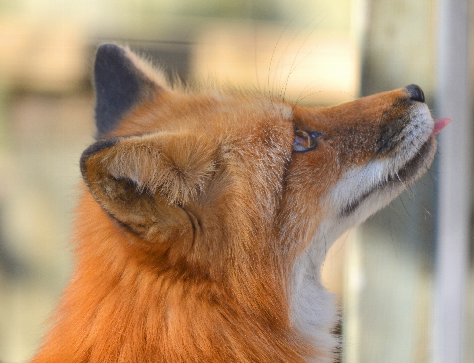 自然 犬 動物 野生動物