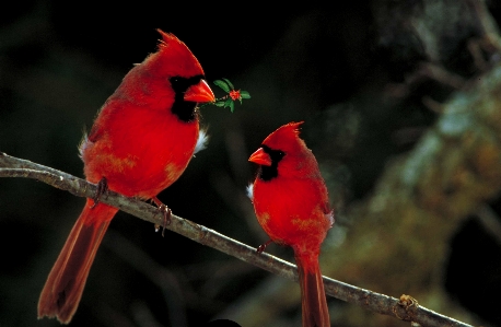 Foto Alam burung margasatwa liar