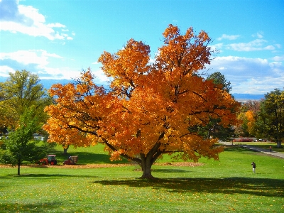 Tree nature plant leaf Photo