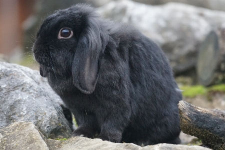 Zdjęcie Uroczy ogród zoologiczny zwierzak domowy ssak