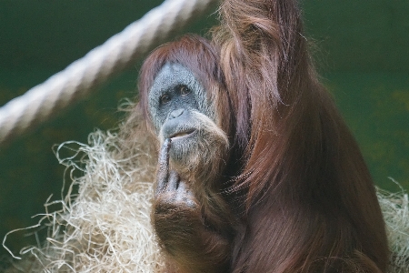 Photo Femme faune pensée zoo