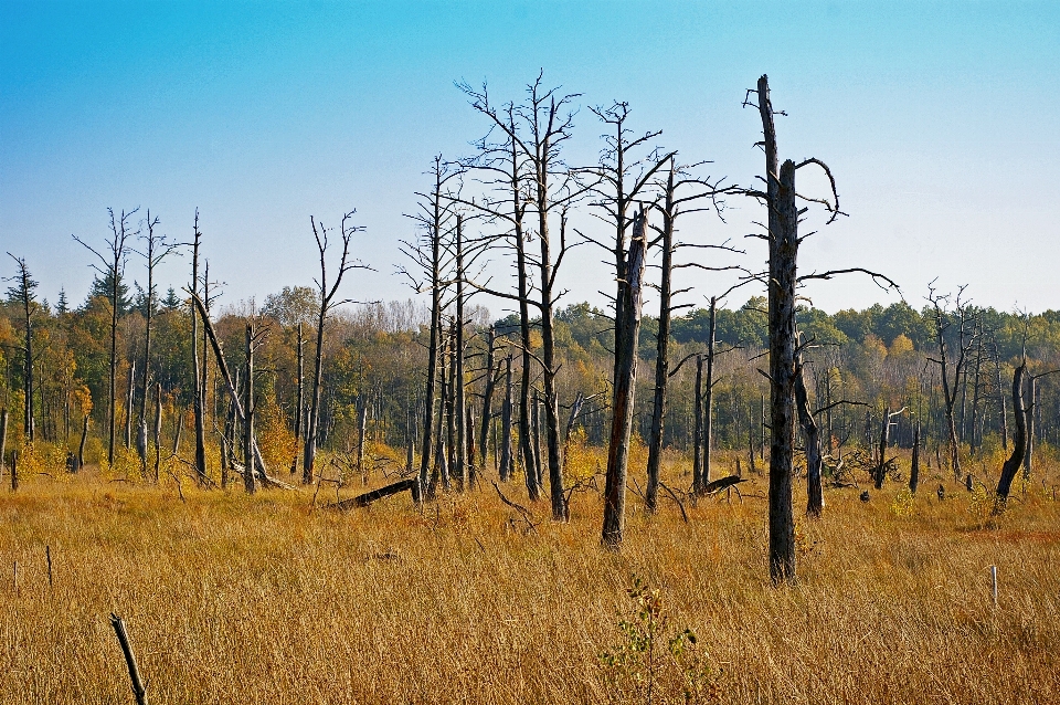 Paisaje árbol naturaleza bosque