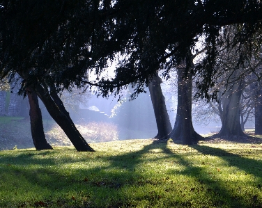 Landscape tree nature forest Photo