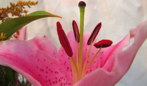 Blossom plant photography leaf Photo