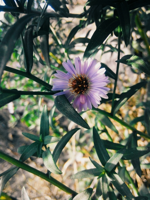 自然 ブランチ 花 植物