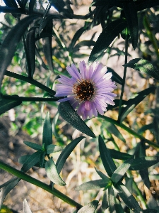 Nature branch blossom plant Photo