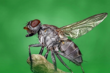 Nature wing photography fly Photo