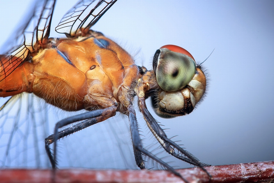 Natur fotografie tierwelt wild