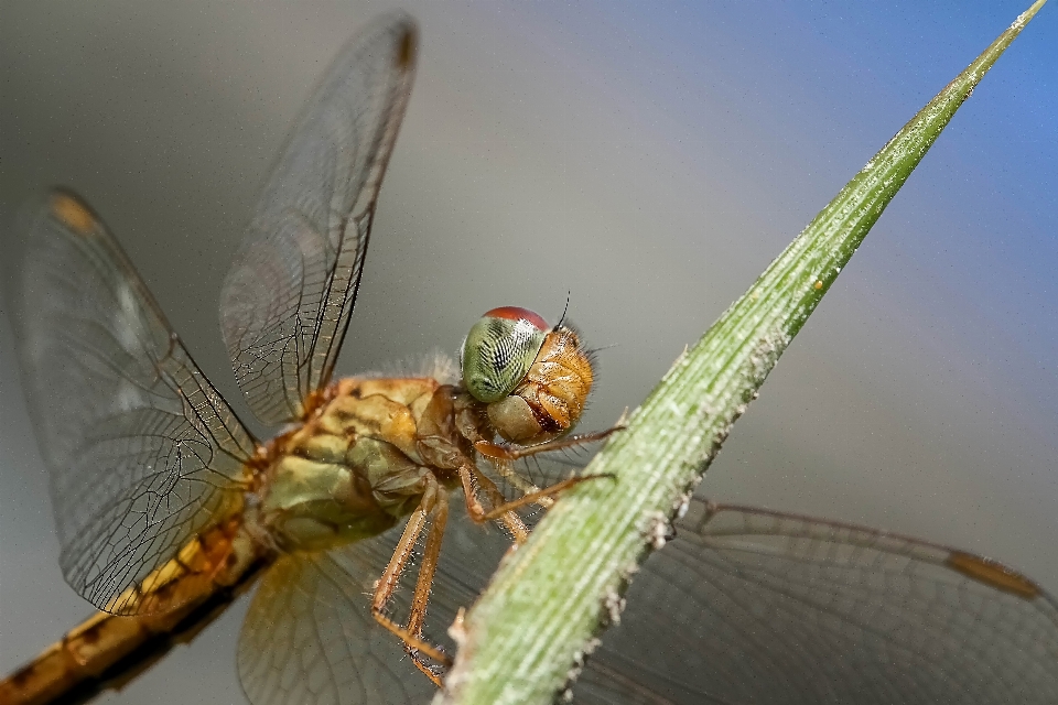 Naturaleza ala fotografía animal