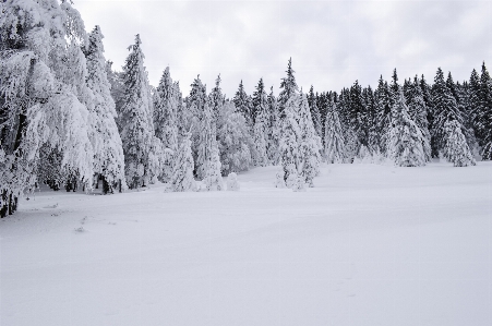 Landscape tree nature forest Photo