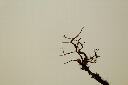 Photo Arbre nature bifurquer feuille