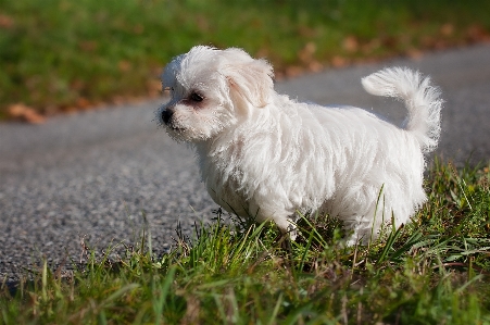 White sweet puppy dog Photo