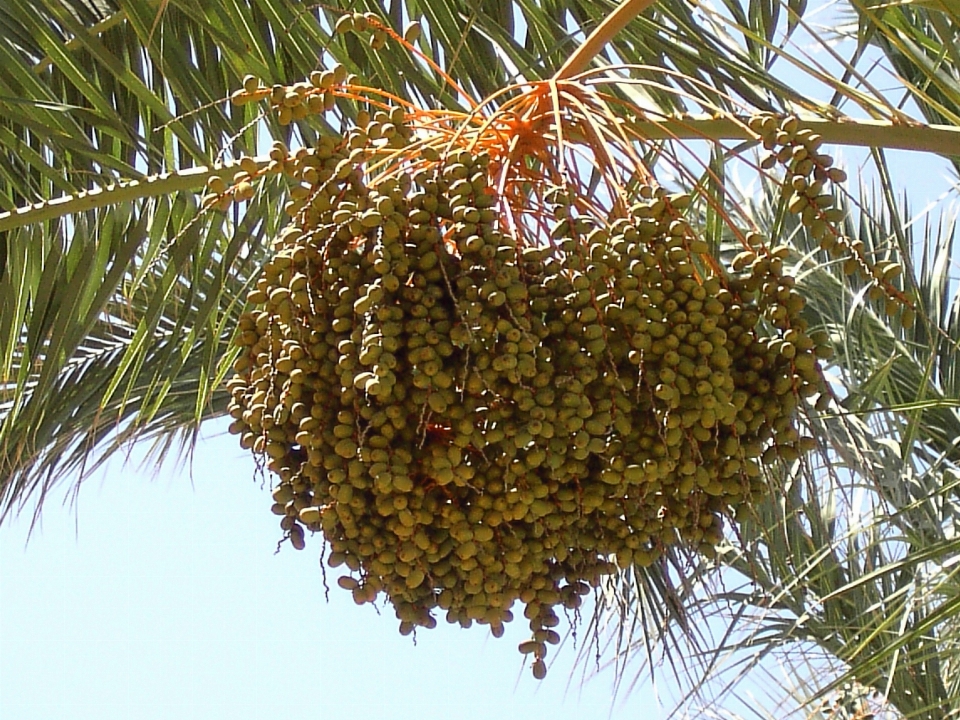 Pohon cabang tanaman buah