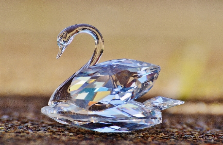 Bird shine close up jewellery Photo