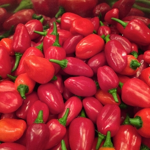 Plant food chili produce Photo