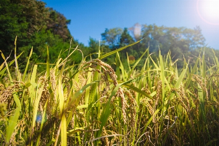 Grass plant field meadow Photo