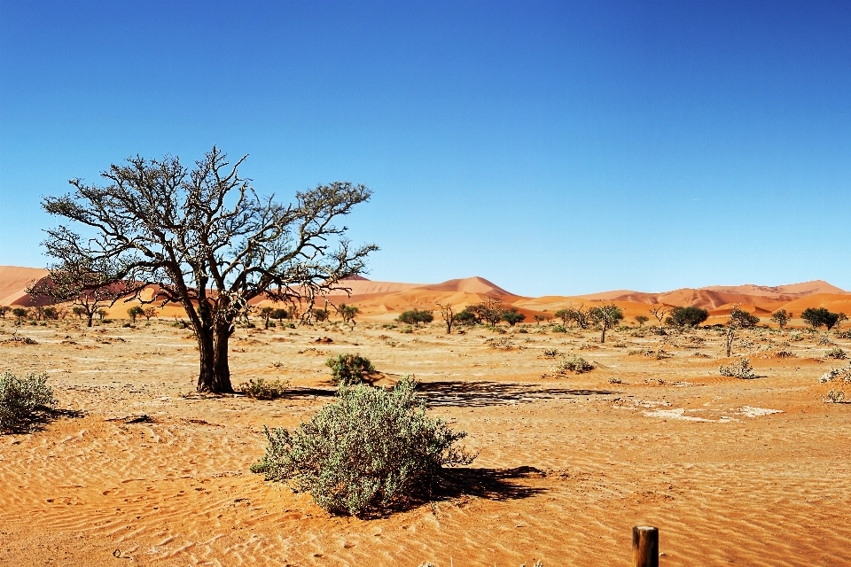 Landscape tree nature sand