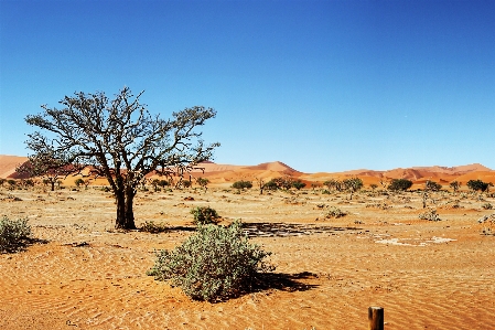 Landscape tree nature sand Photo