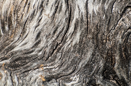 木 自然 rock ブランチ 写真