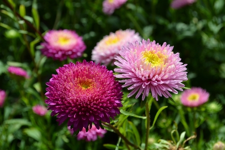 自然 植物 太陽 花 写真