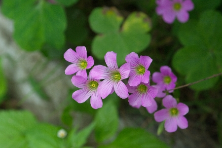 Nature blossom plant sun Photo